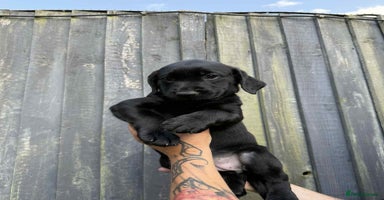 Labrador Retriever dogs - Advert 9