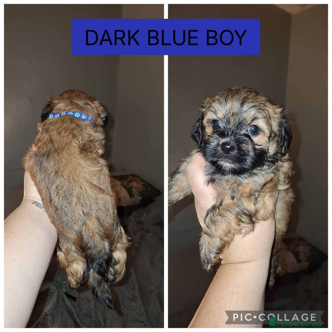 Shorkie dogs for sale: Shorkie puppies  - Image 7