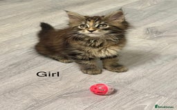 Maine Coon cats for sale: Pedigree Maine Coon kittens - Image 6