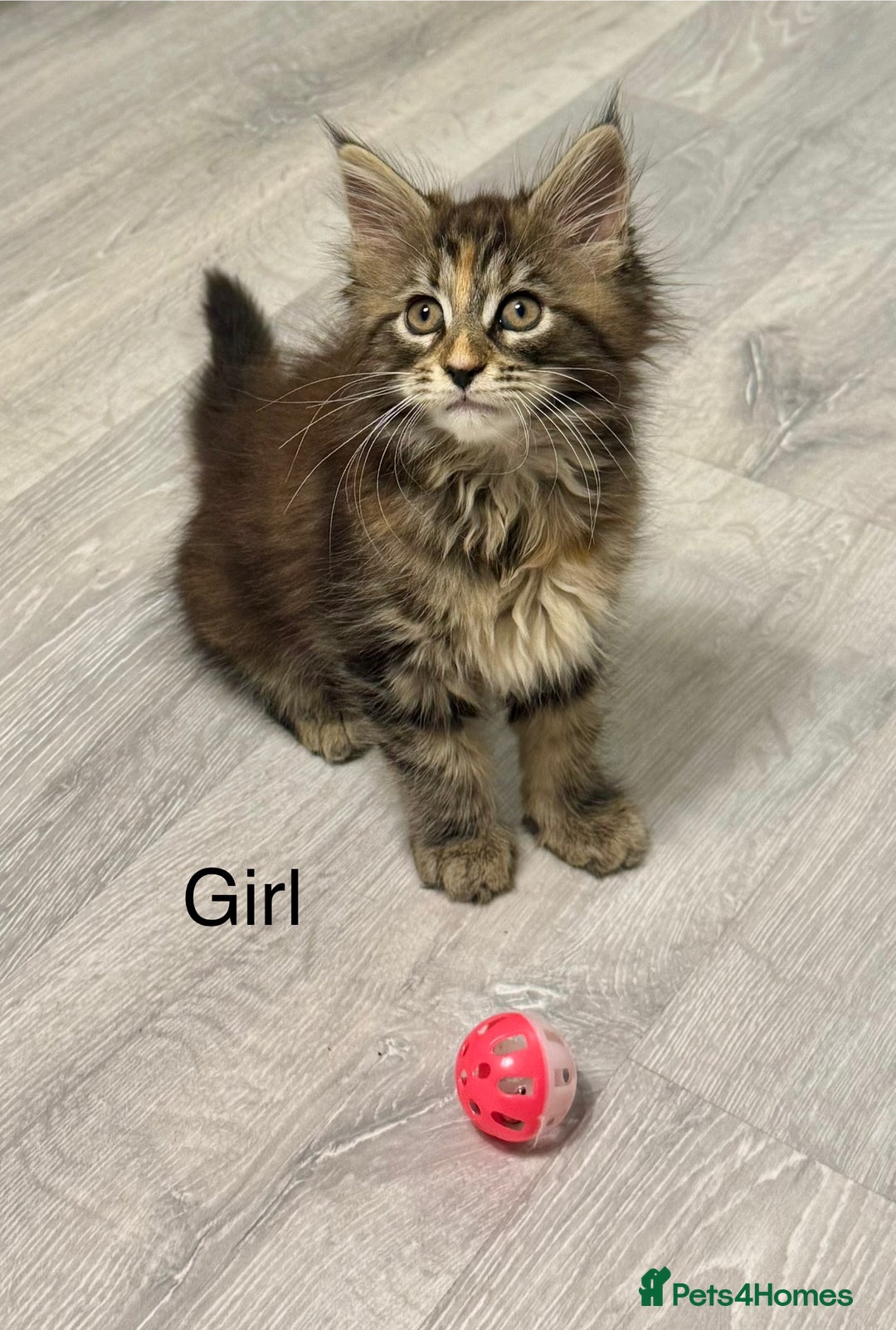 Maine Coon cats for sale: Pedigree Maine Coon kittens - Image 6
