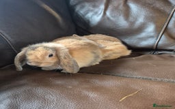 English Lop rabbits for sale: Holland lop baby rabbits  - Image 3