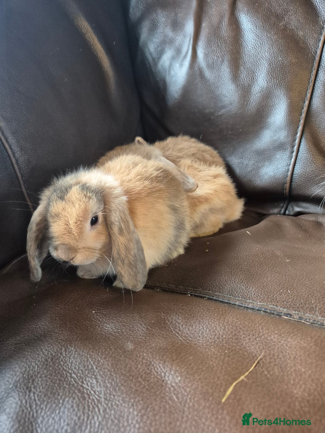 English Lop rabbits for sale: Holland lop baby rabbits  - Image 3