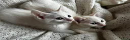 Turkish Angora cats for sale: ✨️🌸Stunning Turkish Angora Females✨️🌸 in Birmingham - Advert 16