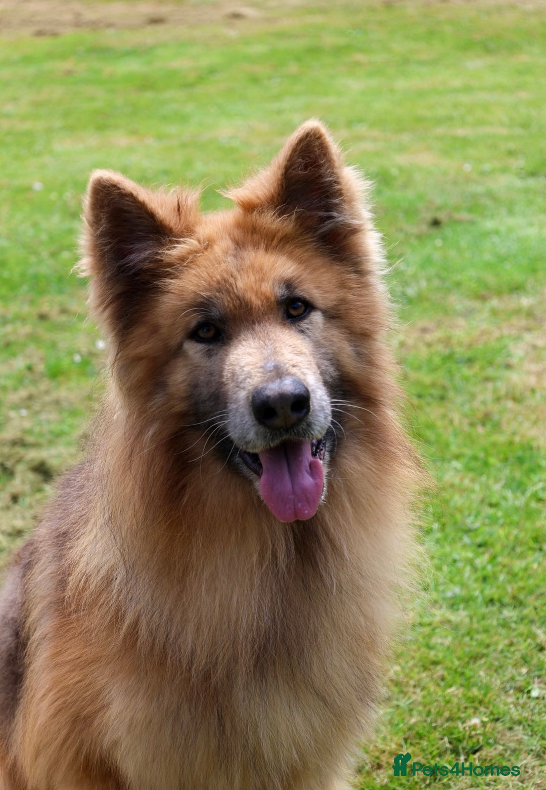 German Shepherd dogs for sale: KC health tested 💙boys  - Advert 1