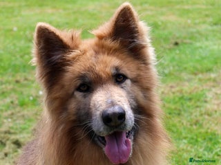 German Shepherd dogs for sale: KC health tested 💙boys - Advert 1