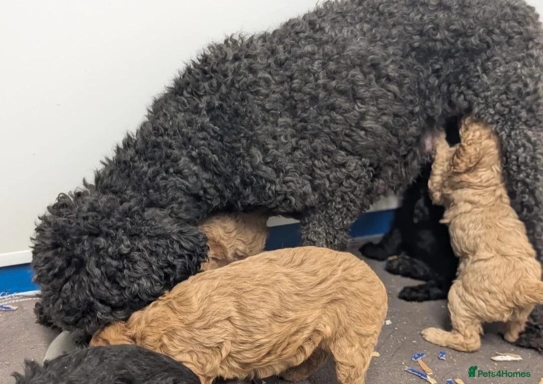 Cavapoo dogs Adorable Cavapoo Puppies Looking for Loving Homes - Advert 2