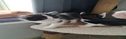 Mixed Breed cats for sale: Cats for sale - Advert 4