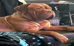Dogue De Bordeaux dogs for stud: Dogue de Bordeaux For stud Enzo  - Image 18