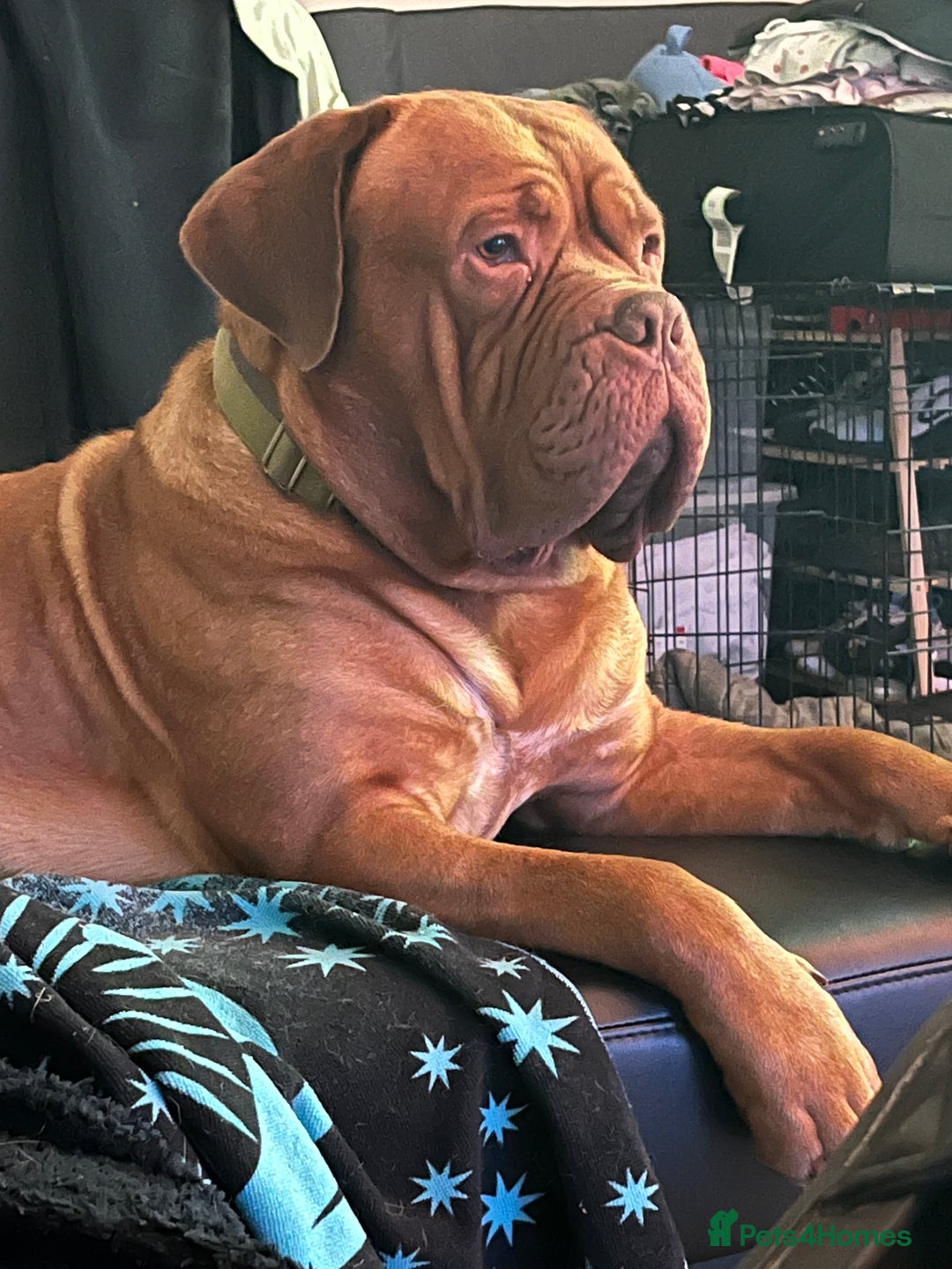 Dogue De Bordeaux dogs for stud: Dogue de Bordeaux For stud Enzo  - Image 18