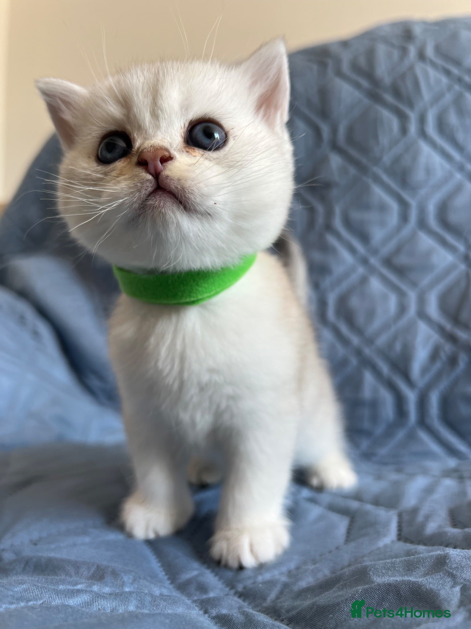British Shorthair cats Silver Shaded British Shorthair boys  - Advert 2
