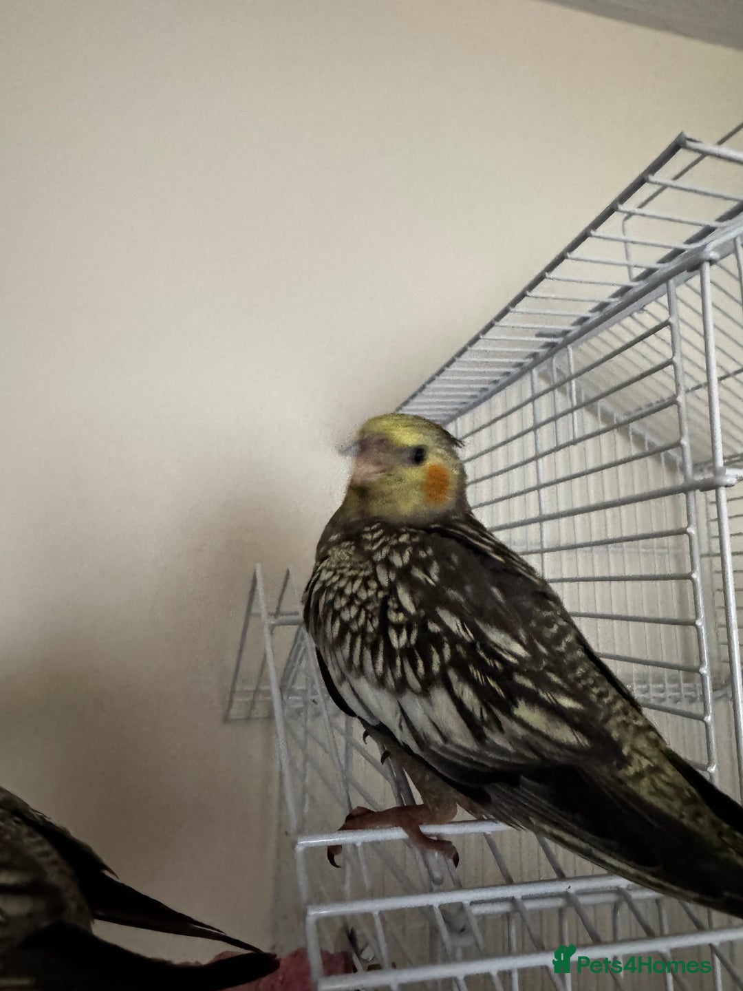 Cockatiels birds for sale: 2 female cockatiels DNA tested  - Image 2