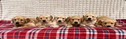 Golden Retriever dogs for sale: GORGEOUS GOLDEN RETRIEVER PUPPIES  in Carmarthen - Advert 1