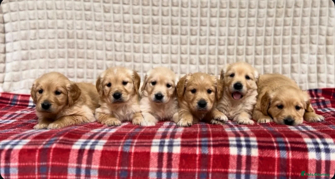 Golden Retriever dogs for sale: GORGEOUS GOLDEN RETRIEVER PUPPIES  in Carmarthen - Advert 1