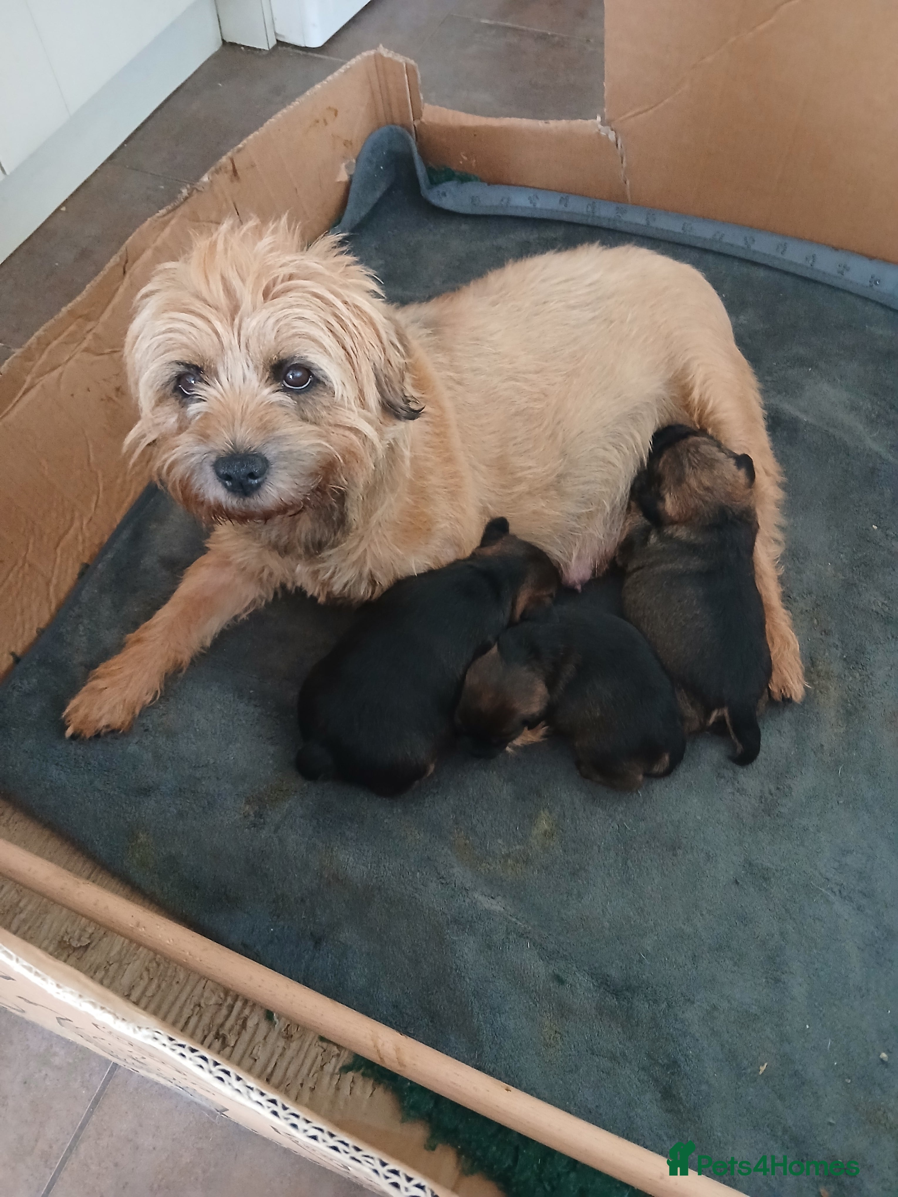 Border Terrier dogs Border Terrier Puppies Slem Clear - Advert 15