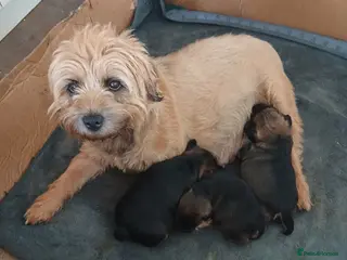 Border Terrier dogs Border Terrier Puppies Slem Clear - Advert 9