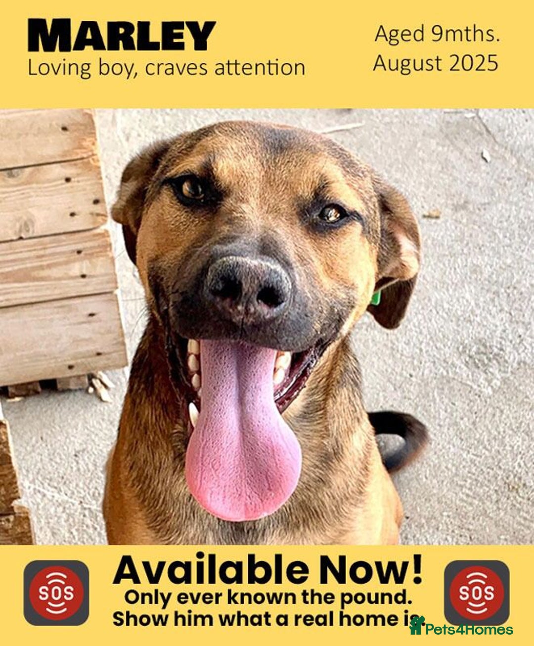 Mixed Breed dogs for adoption: Marley, approx 7 months. Available for adoption. - Image 1