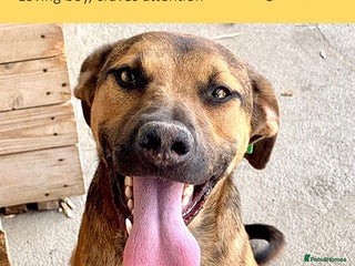 Mixed Breed dogs - Advert 12