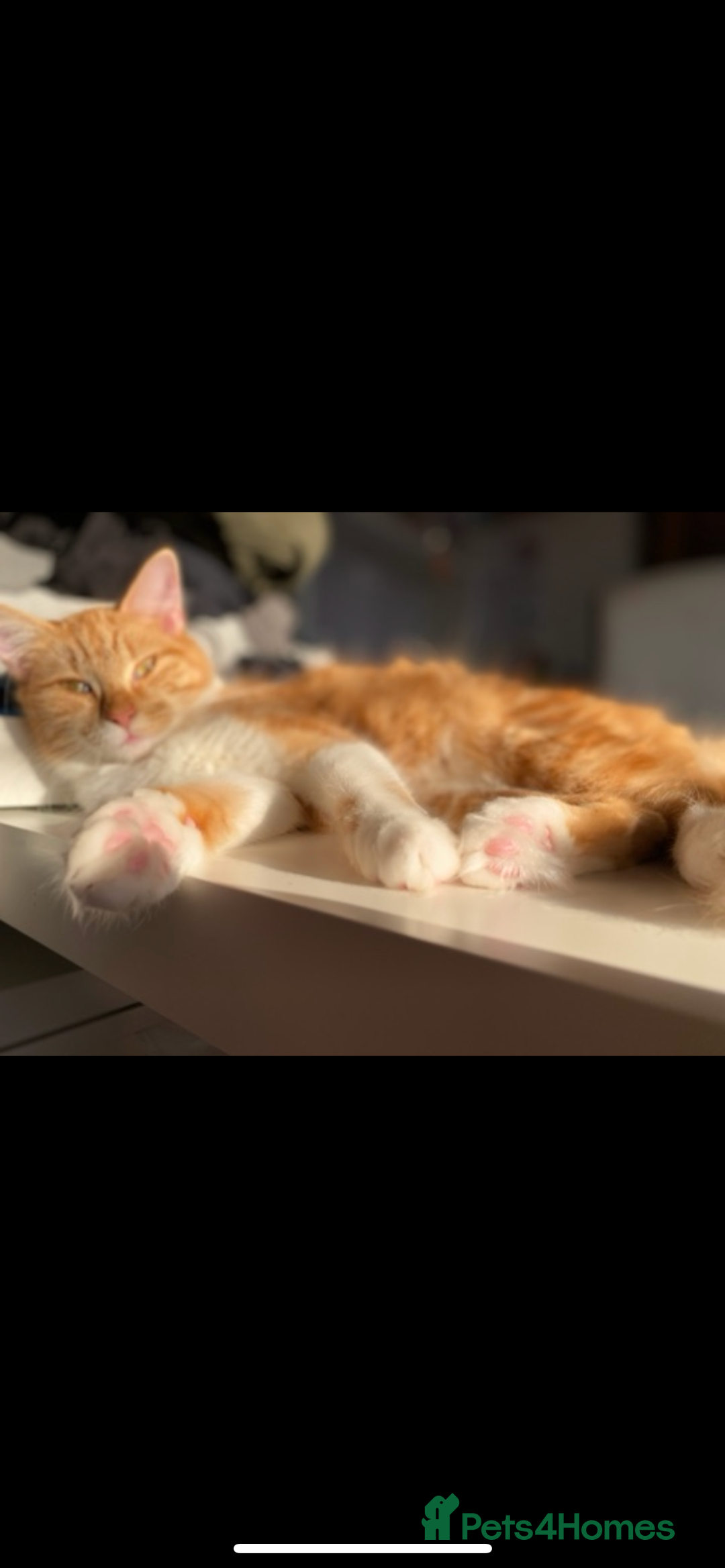 Mixed Breed cats for sale: Pumpkin - Advert 3