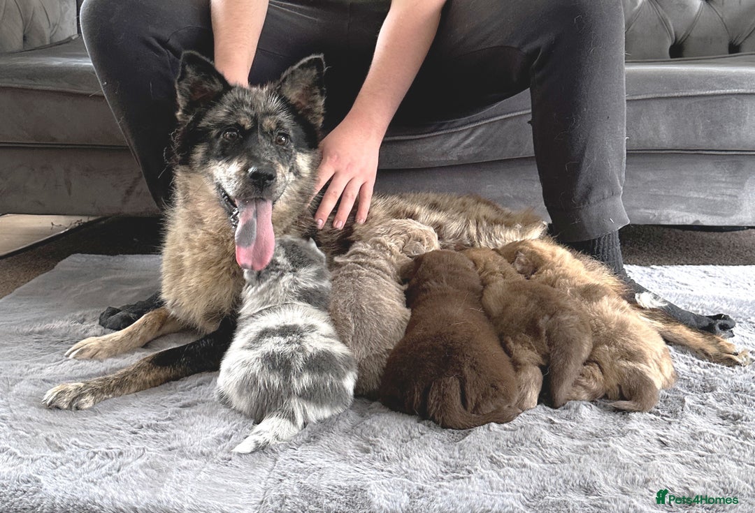 Chow Chow dogs for sale: Exotic colour chowsky puppies for sale  - Image 29
