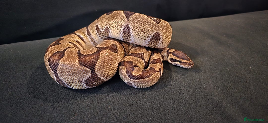 Python Snake reptiles for sale: 2 x royal ball pythons with complete set up - Image 2