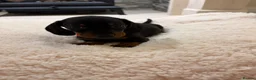 Miniature Dachshund dogs for sale: Miniature dachshunds  - Advert 12