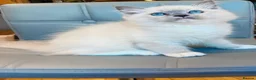 Ragdoll cats for sale: Pure Ragdoll kittens Registered and DNA tested  - Advert 39