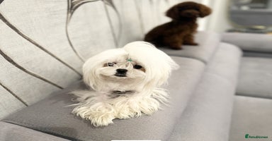 Maltese dogs - Advert 14