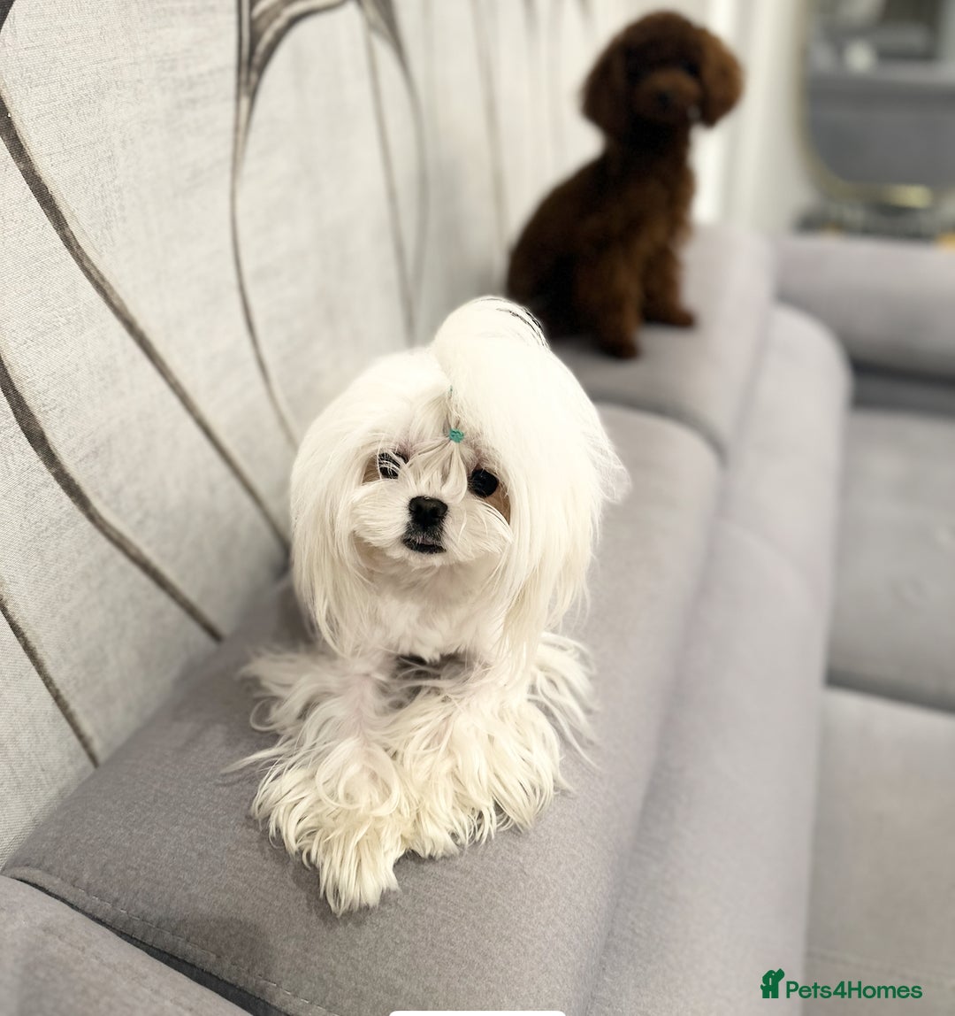 Maltese dogs for sale: ⭐️Tiny Korean Maltese ⭐️Ready NOW ⭐️ - Image 3