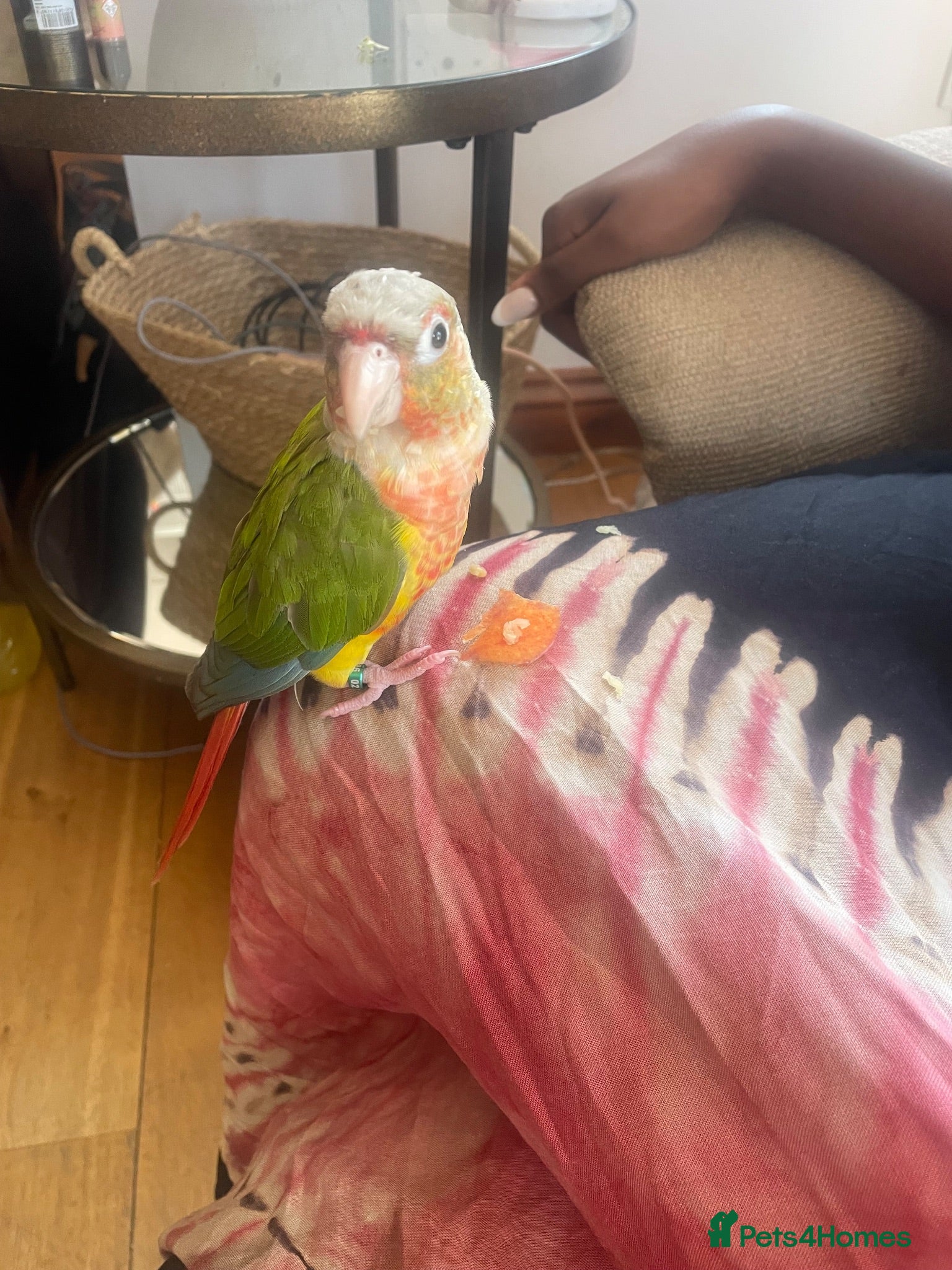 Conures birds Pineapple Green Cheek Conure  - Advert 1