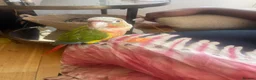 Conures birds for sale: Pineapple Green Cheek Conure  in Montgomery - Advert 4
