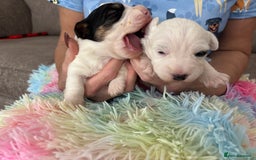 Sealyham Terrier dogs for sale: Stunning Sealyham Terriers  - Image 7
