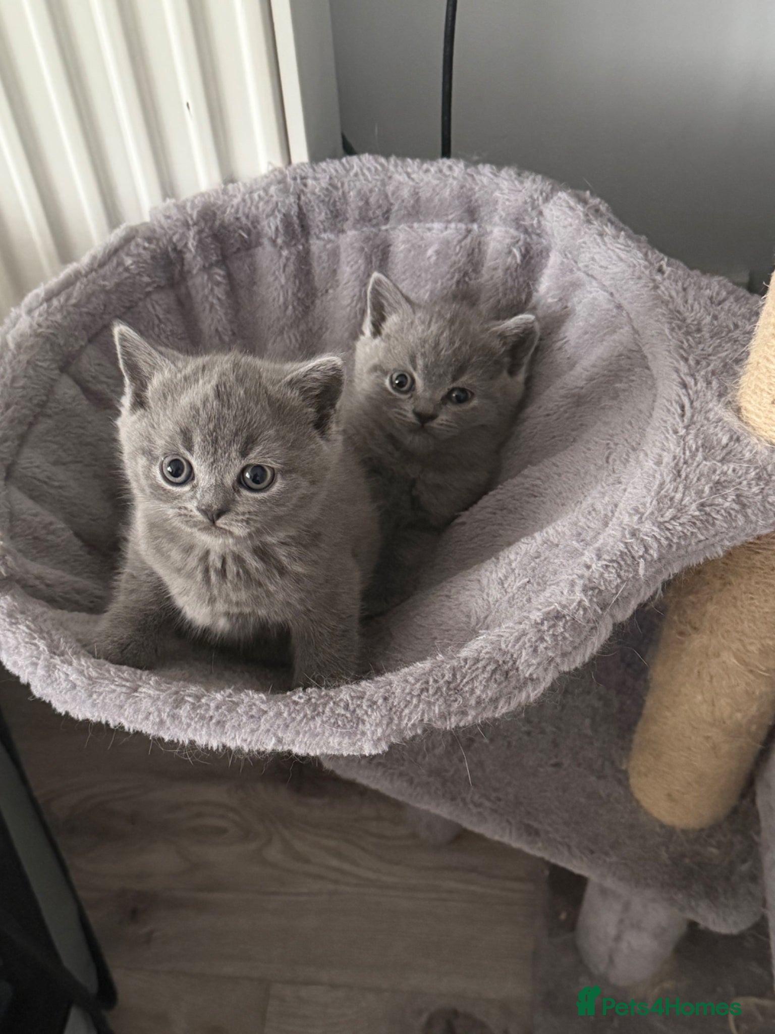 British Shorthair cats British shorthair kittens  - Advert 2
