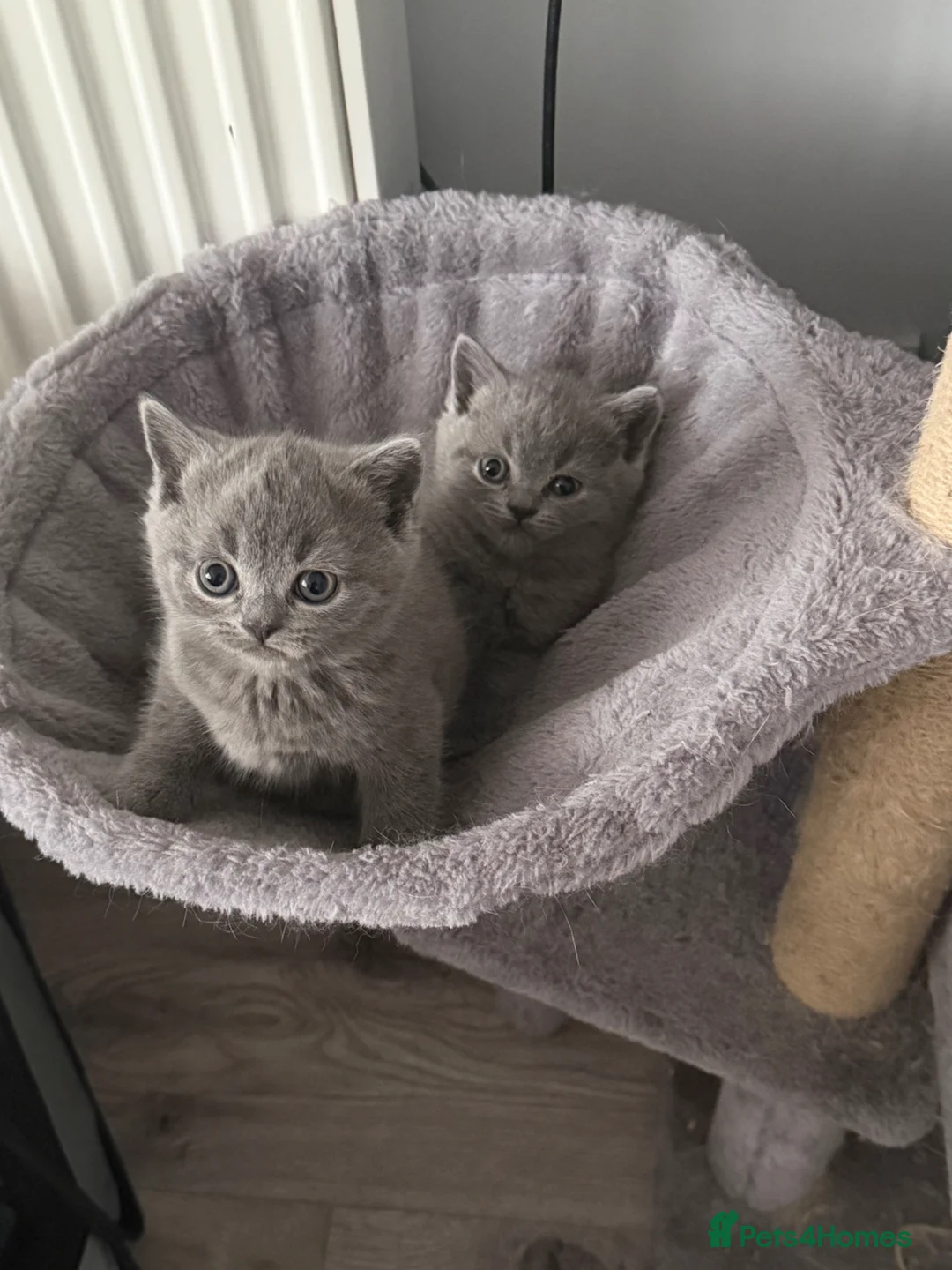 British Shorthair cats for sale: British shorthair kittens  - Advert 2