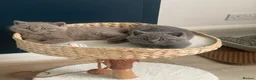 British Shorthair cats for sale: Champion Bloodline British shorthair kittens - Advert 6