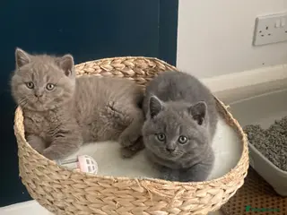 British Shorthair cats Champion Bloodline British shorthair kittens - Advert 1
