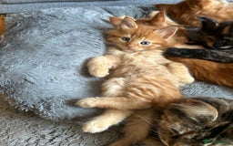 Maine Coon cats for sale: GCCF Maine Coon Kittens-Champion and Russian lines in Swindon - Image 32