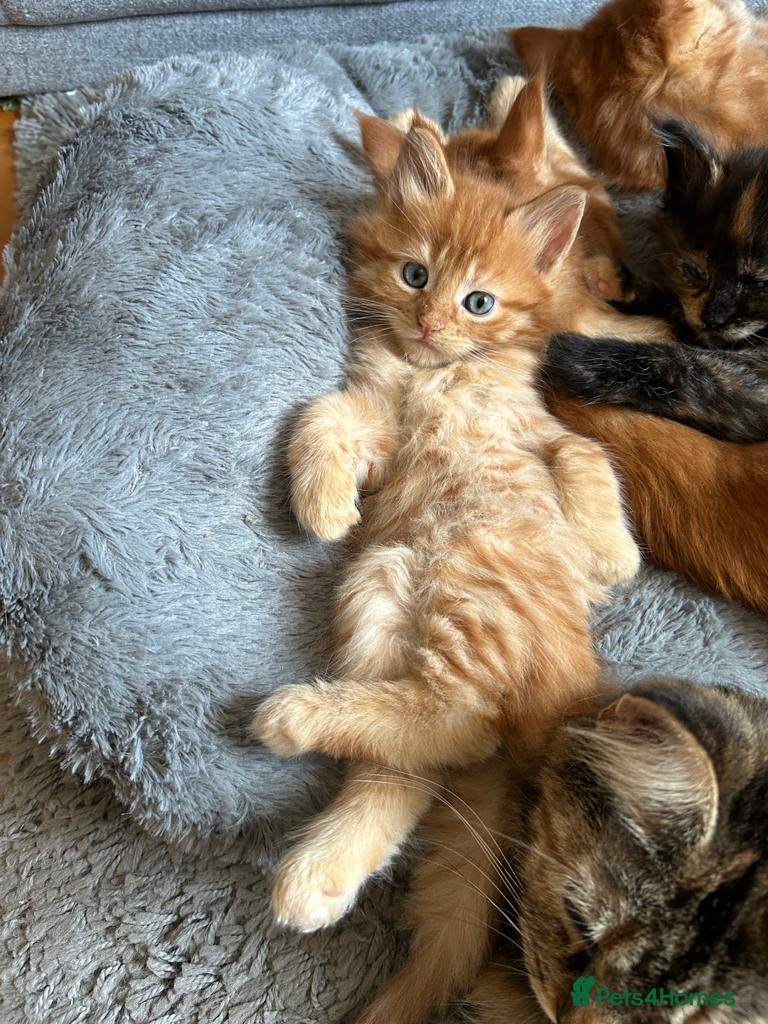 Maine Coon cats for sale: GCCF Maine Coon Kittens-Champion and Russian lines in Swindon - Image 32