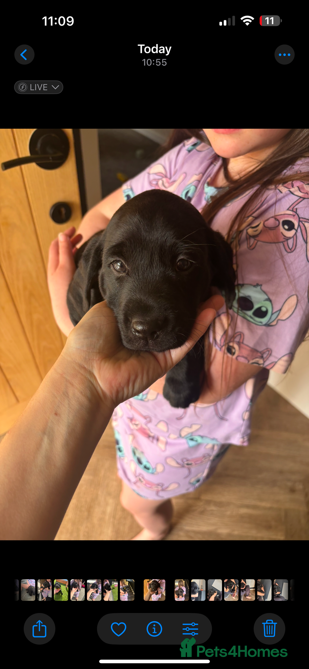 Labrador Retriever dogs for sale: Black labs for sale  - Image 4