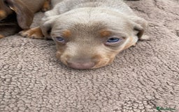 Dachshund dogs for sale: Dachshund  - Image 8