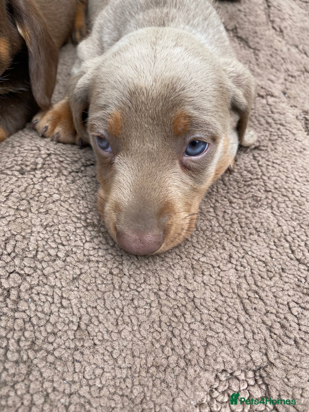 Dachshund dogs for sale: Dachshund  - Image 8