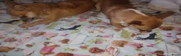 Chihuahua dogs for sale: Peanut and Lil Bear  - Advert 4