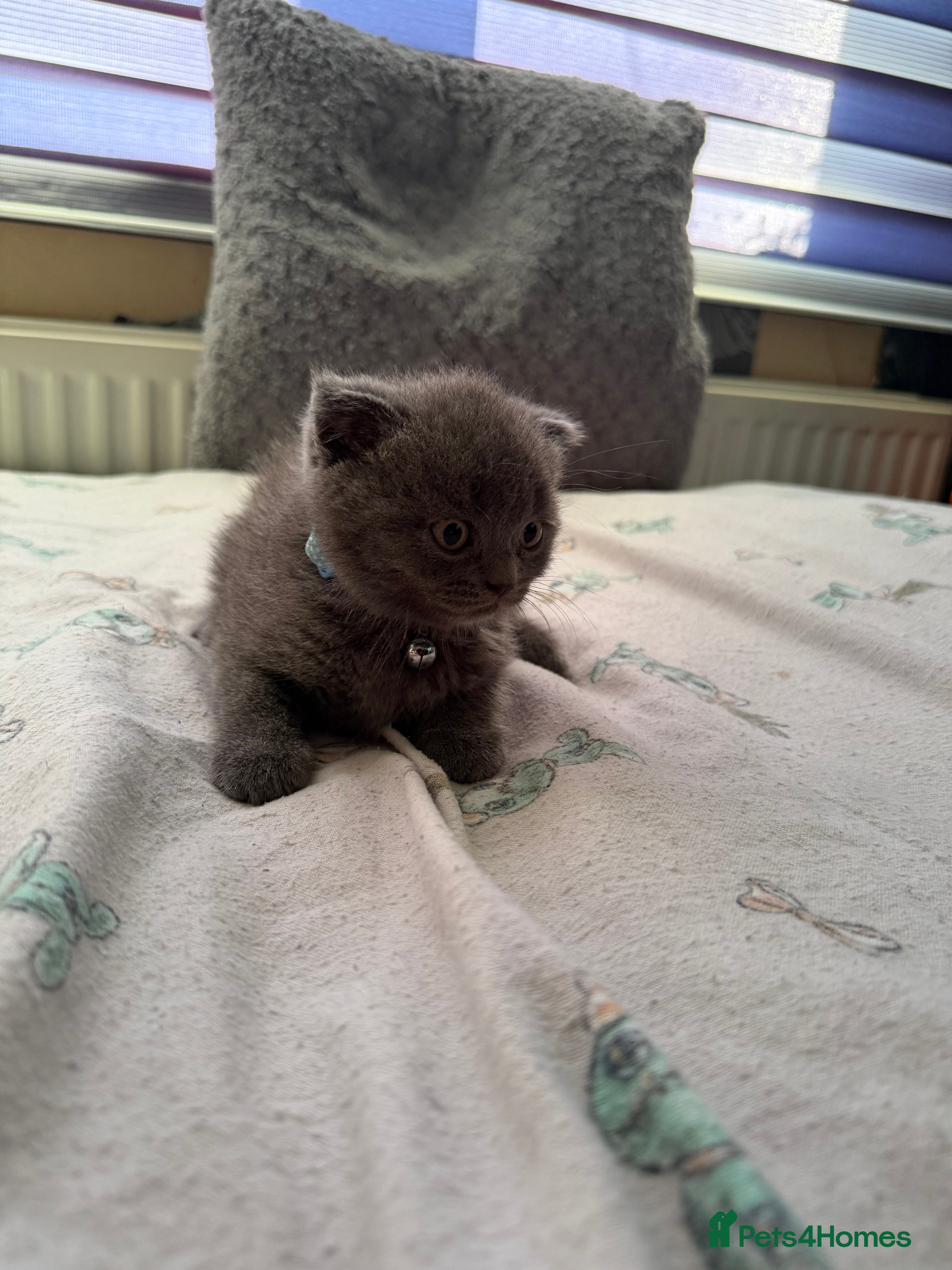 British Shorthair cats British shorthair - Advert 2