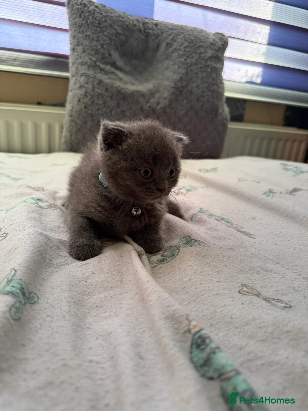 British Shorthair cats for sale: British shorthair - Advert 2