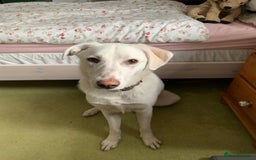 Mixed Breed dogs for sale: Young female Labrador cross for adoption  - Image 2