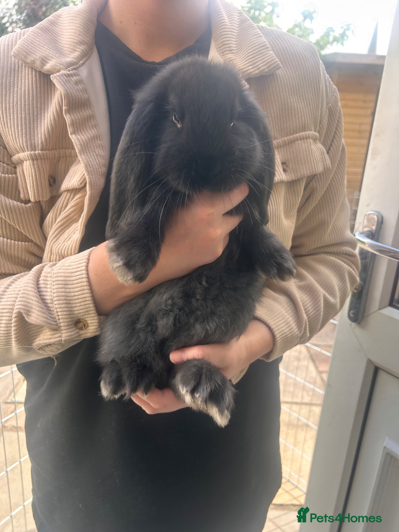 French Lop rabbits Amazing quality French lop babies - one left! - Advert 3