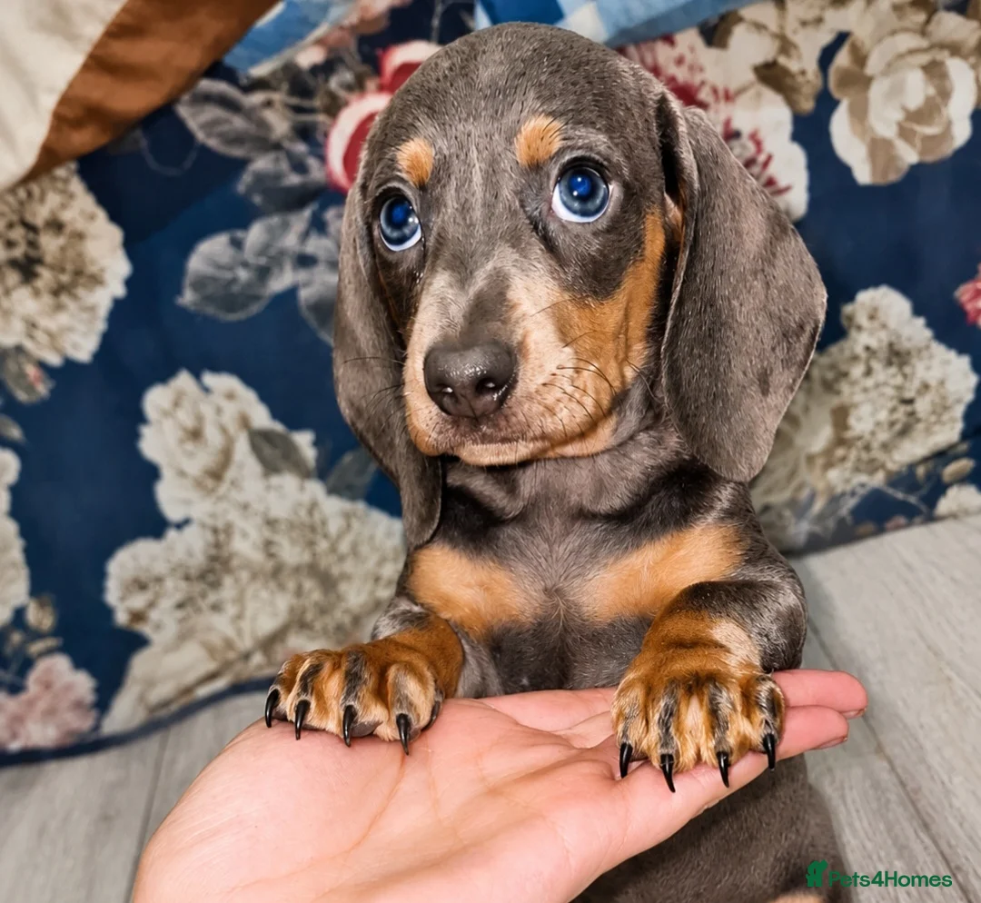 Miniature Dachshund dogs for sale: 🩷MINIATURE Dachshund babies🩷 - Advert 1