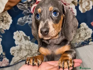 Miniature Dachshund dogs 🩷MINIATURE Dachshund babies🩷 - Advert 1