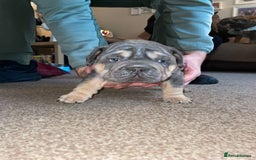 French Bulldog dogs for sale: Only 3 boys left, 5⭐️KC frenchies carrying fluffy  - Image 23