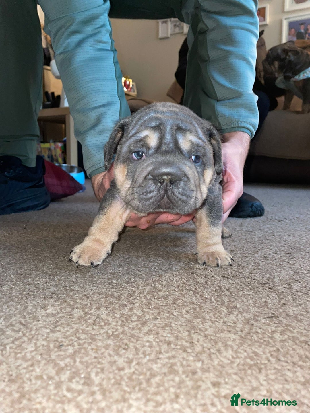 French Bulldog dogs for sale: Only 3 boys left, 5⭐️KC frenchies carrying fluffy  - Image 23