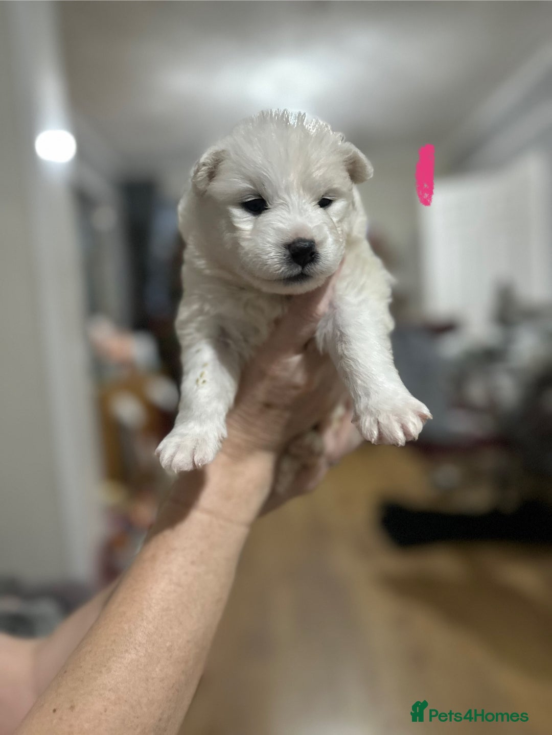 Samoyed dogs for sale: Adorable Samoyed Puppies for Sale!  - Advert 35